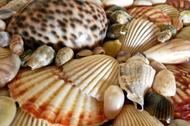 Shells